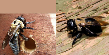 capenter bees