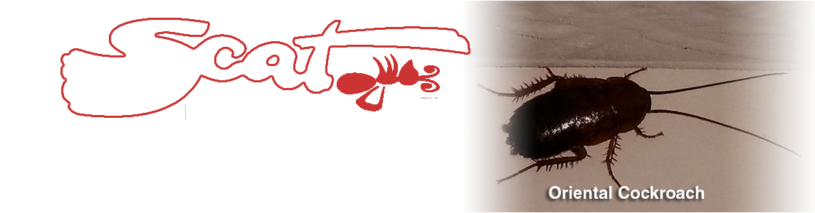 1-oriental_cockroach.png