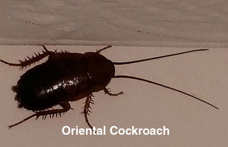 1-oriental_cockroach.jpg