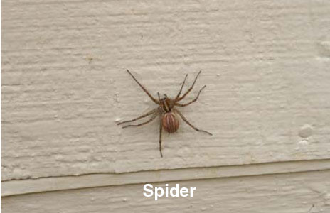 10-spider.jpg