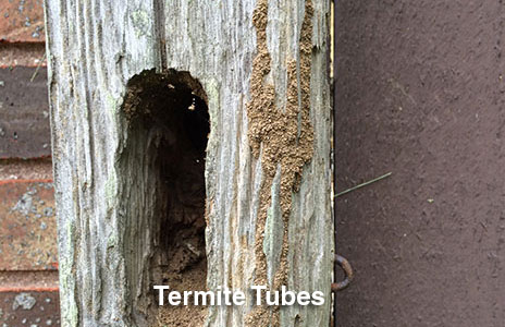 3-termite_tubes.jpg