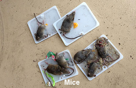 5-mice.jpg