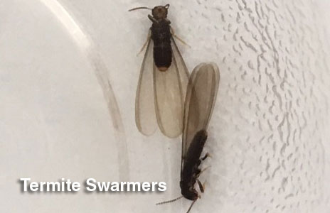 7.5-termite_swarmers.jpg